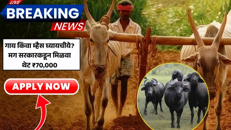Cow Buffalo Scheme: गाय किंवा म्हैस घ्यायचीये? मग सरकारकडून मिळवा थेट ₹70,000 – संपूर्ण माहिती इथे आहे!
